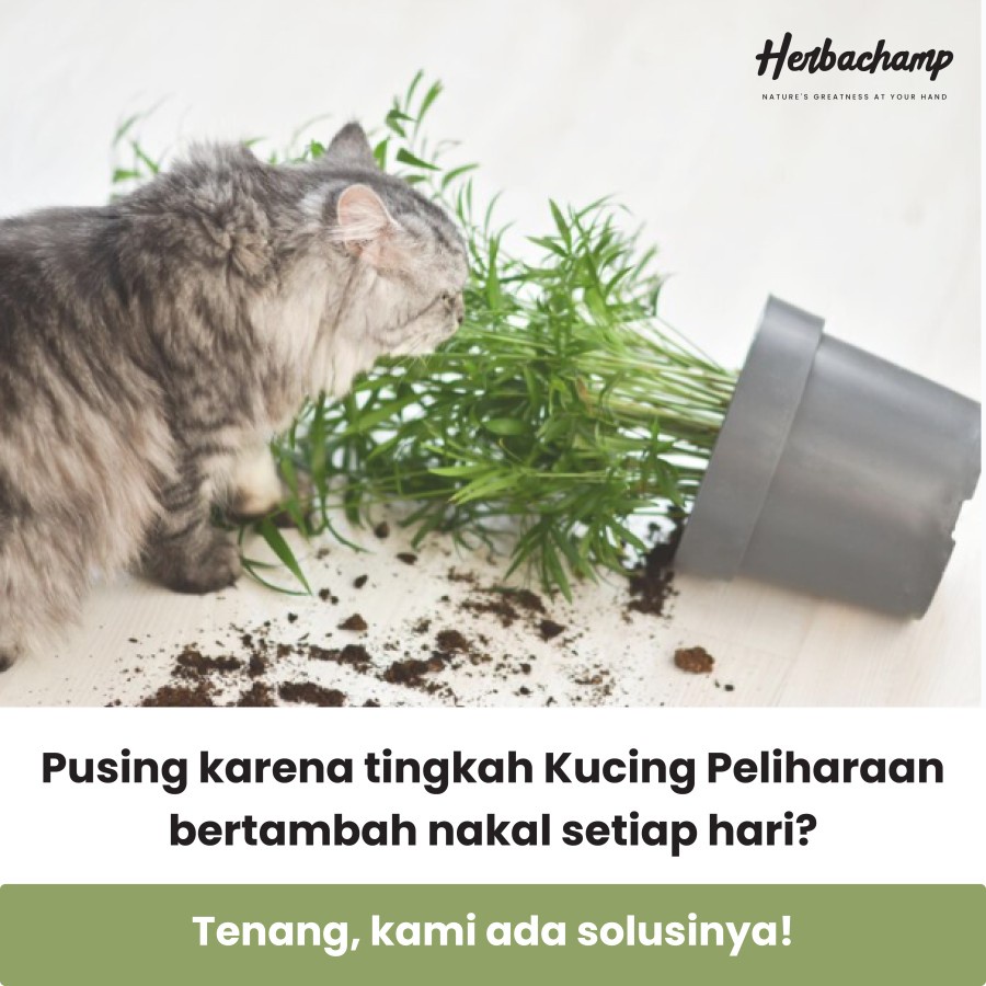 Herbachamp KUCING GO AWAY / Spray Pengusir Kucing Alami / Cat Repellent Spray