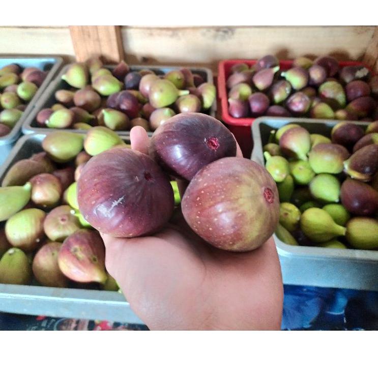 

5.5 COD BUAH TIN/ARA FRESH ORGANIK 150 gr termurah