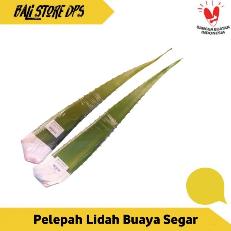 

Lidah Buaya Jumbo Segar 350-400 gr Denpasar Bali