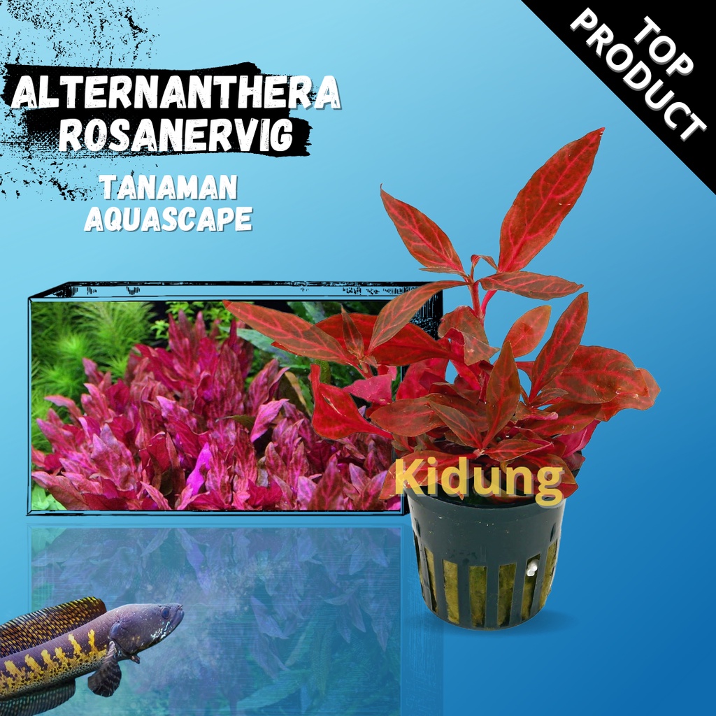 Altenanthera Renicki Rosanervig ( Tanaman Aquascape Tanpa Co2 )