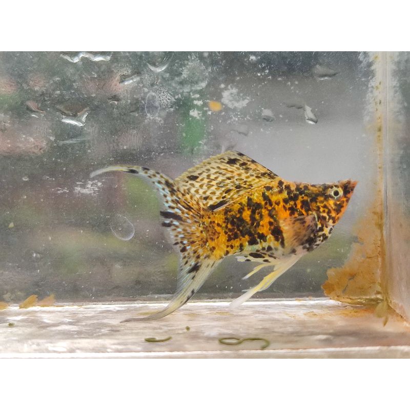 molly calico balon catton ribbon lyretail aksesoris aquarium