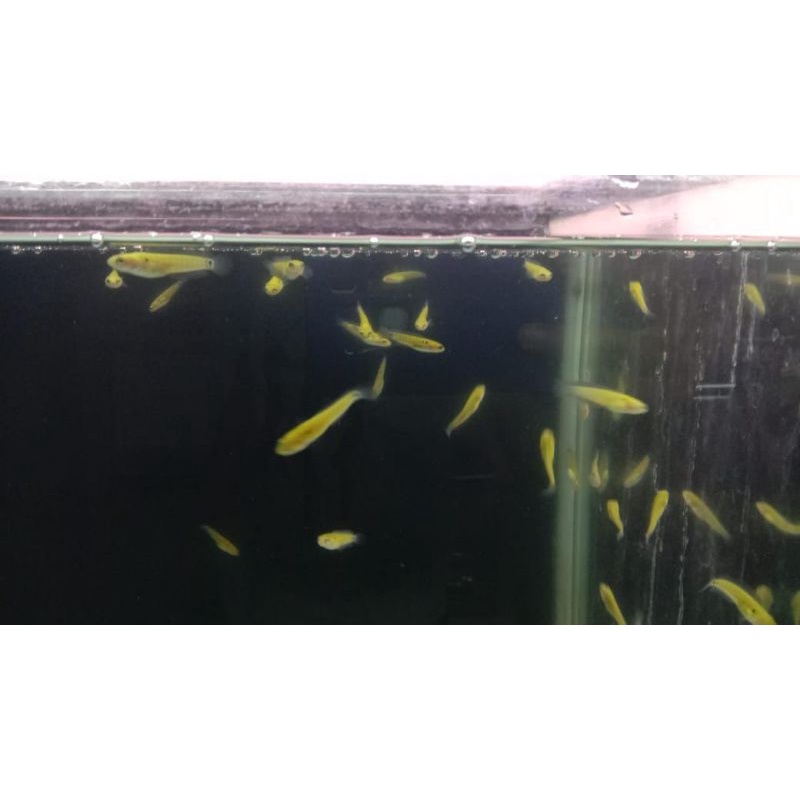 channa asiatica WS pure size 5-6cm