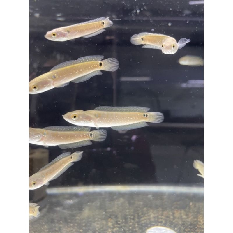 

chana Asiatica rsws sz 3-4cm