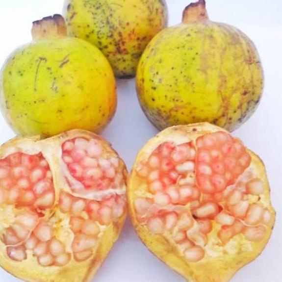 

♘ Buah Delima Putih 1 kg organik fresh baru petik untuk ⅍