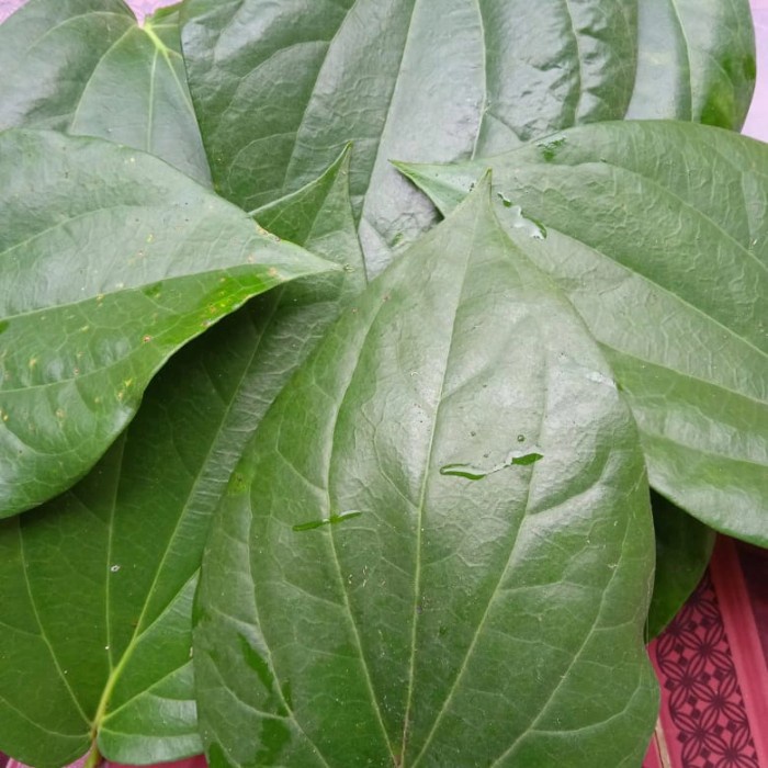 

daun sirih putih segar 250 gram