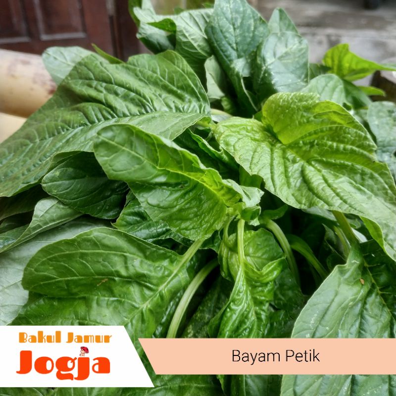 

BAYAM PETIK (1 ikat)