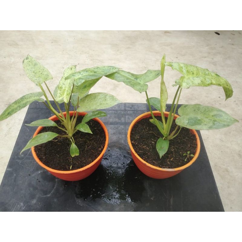 TANAMAN HIAS PHILODENDRON PARAISO VERDE / PARAISO VERDE