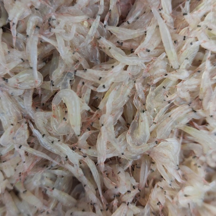 udang rebon basah segar pasar online makassar