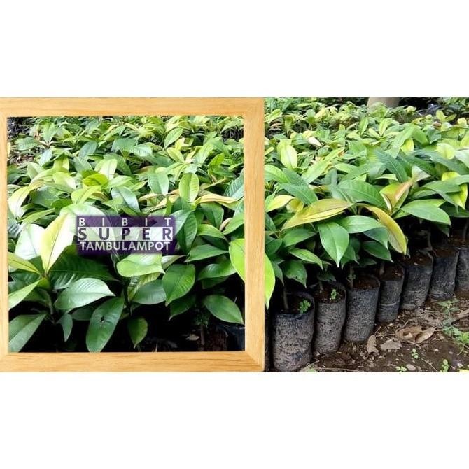 VIRALL Bibit Tanaman Buah manggis Okulasi Stek Cangkok Unggul sukses