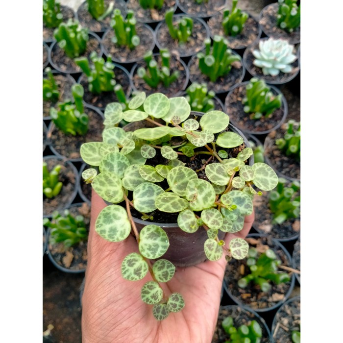 Tanaman Hias String Of Turtle (Peperomia prostrata)