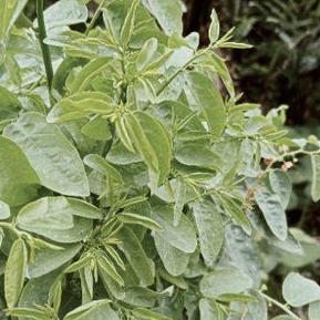 

daun katuk segar paket 100 gram