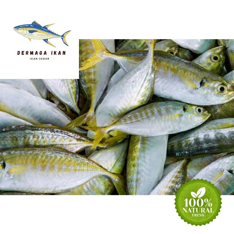 

Ikan Kembung Como Segar 1~Kilogram
