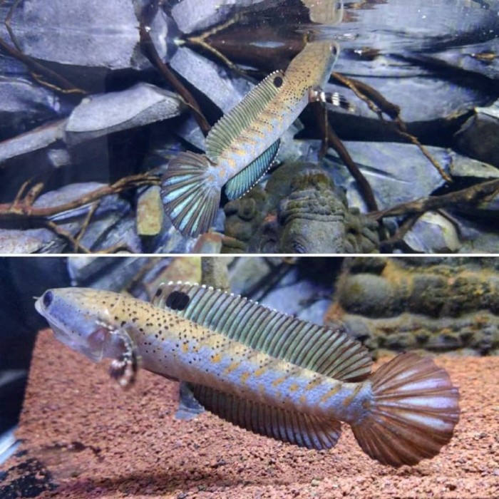 ikan hias air tawar baby channa pulchra 13cm - 3-4cm