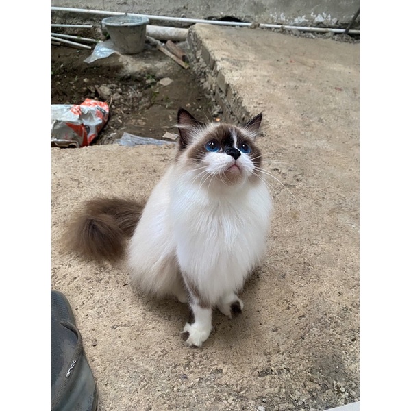 Kucing Ragdoll Bicolor Betina
