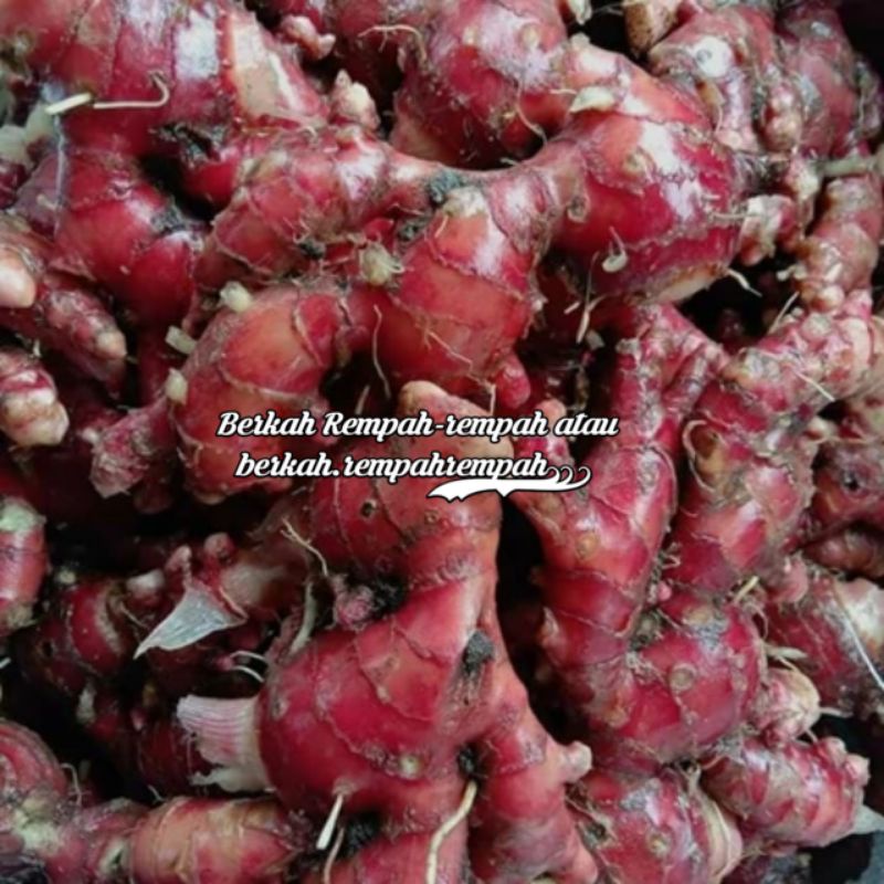 

Jahe merah super 500g fresh