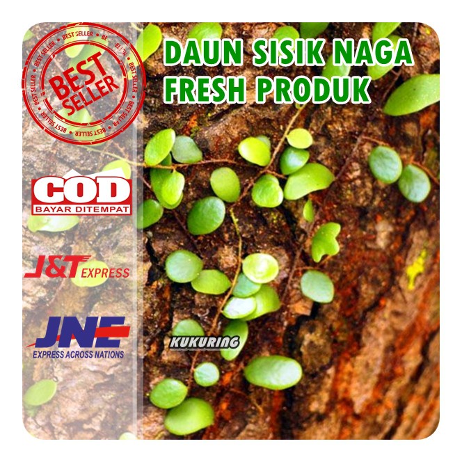 

Herbal DAUN SISIK NAGA ATAU PICISAN