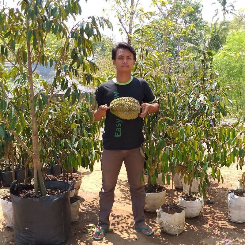 Bibit durian Lay Ukuran 1 Meter Batang Besar Siap Berbuah