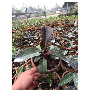 Tanaman Philodendron Black Cardinal Tanaman Philo Murah Terawat Tanaman Rimbun