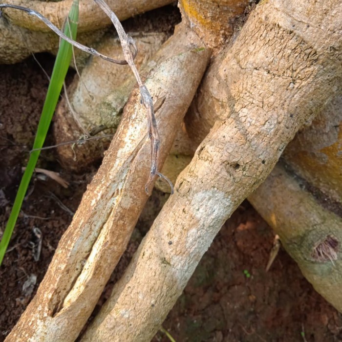 

akar pepaya segar 500 gram