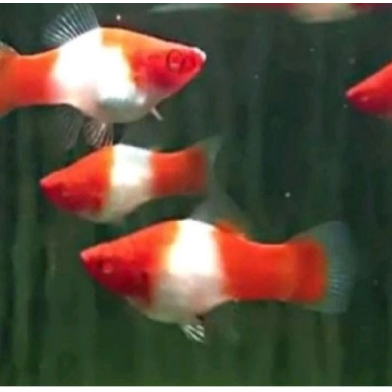 platy Santa Claus