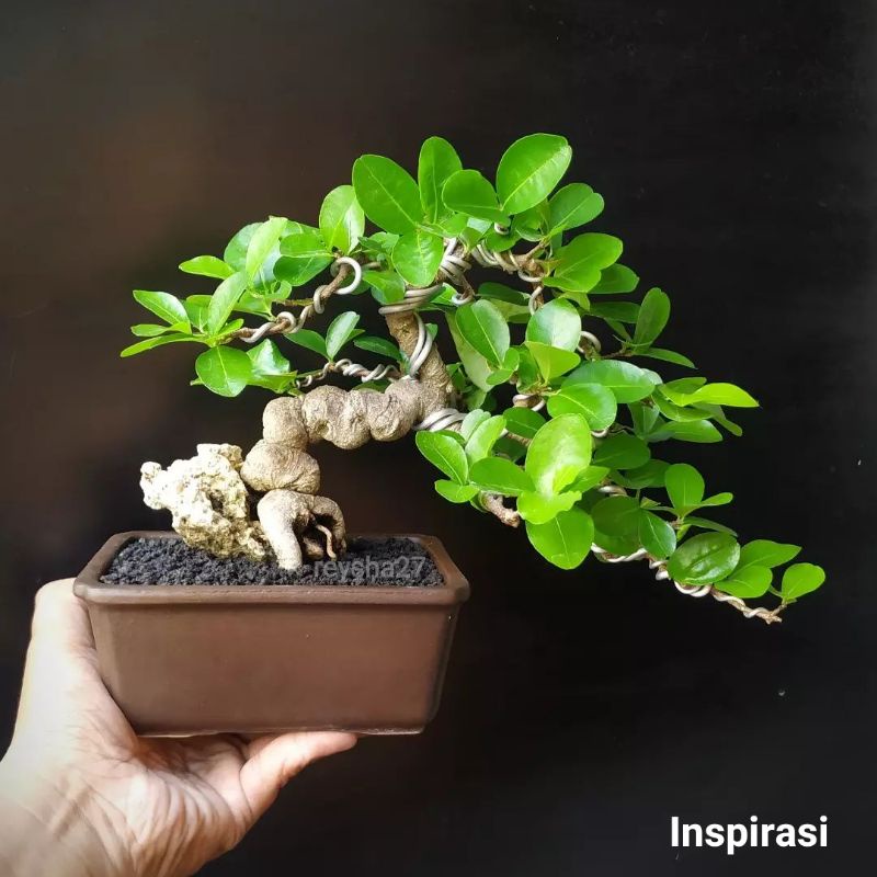 Bahan Sianci Acerola ekstrim, Bibit Bonsai Sianci, Cery Barbados Progam Batang Ekstrim