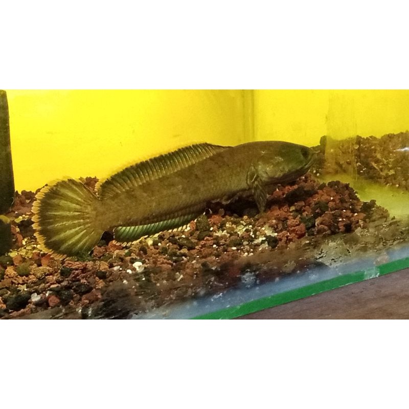 Chana Limbata Rim Kualitas Kontes