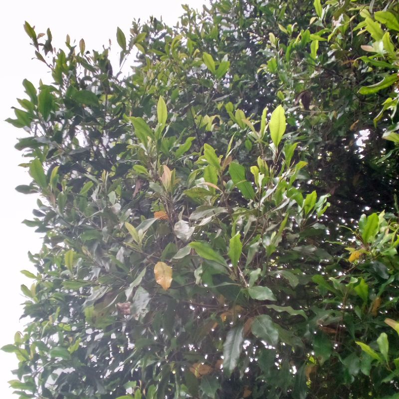 

daun cengkeh segar daun cengkeh fresh 500 gram