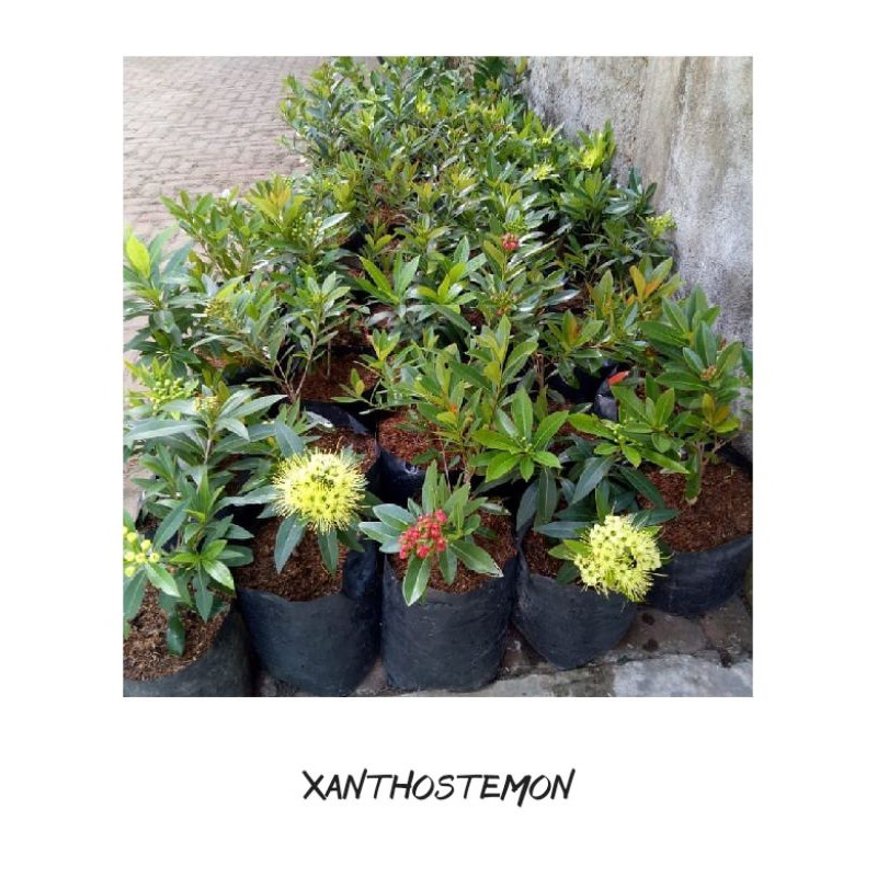 Tanaman Hias Xantostemon - Bunga Santos - TitipBibit