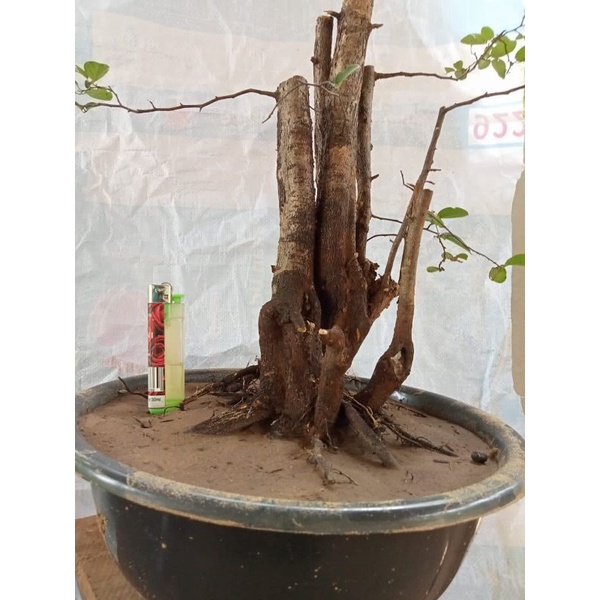 bonsai mustam medium