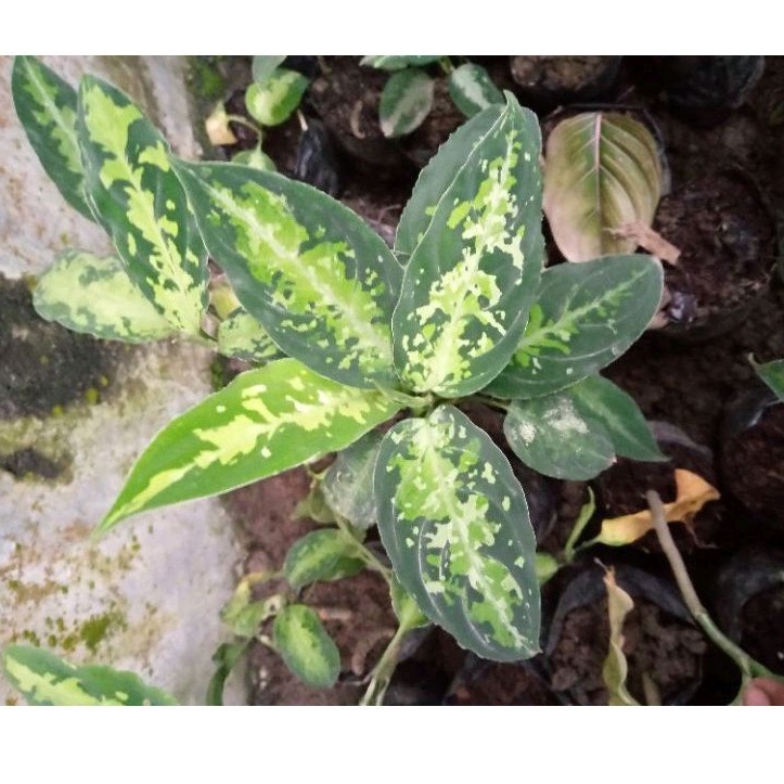 aglaonema pictum tricolor dewasa