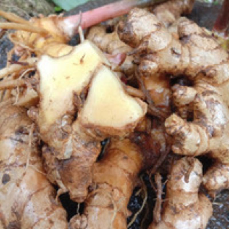 

Lempuyang segar 250gram