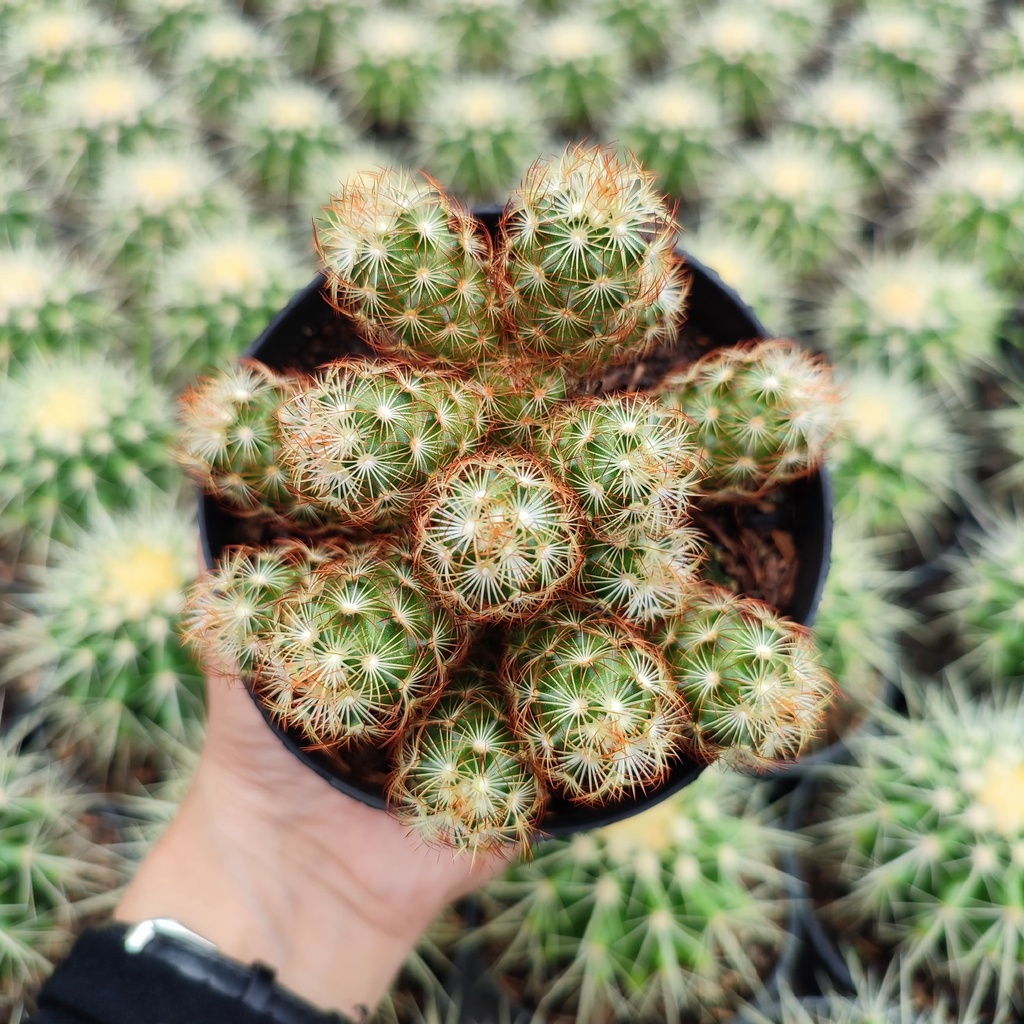 Mammillaria Elongata Red | D 10 Cm | Kaktus