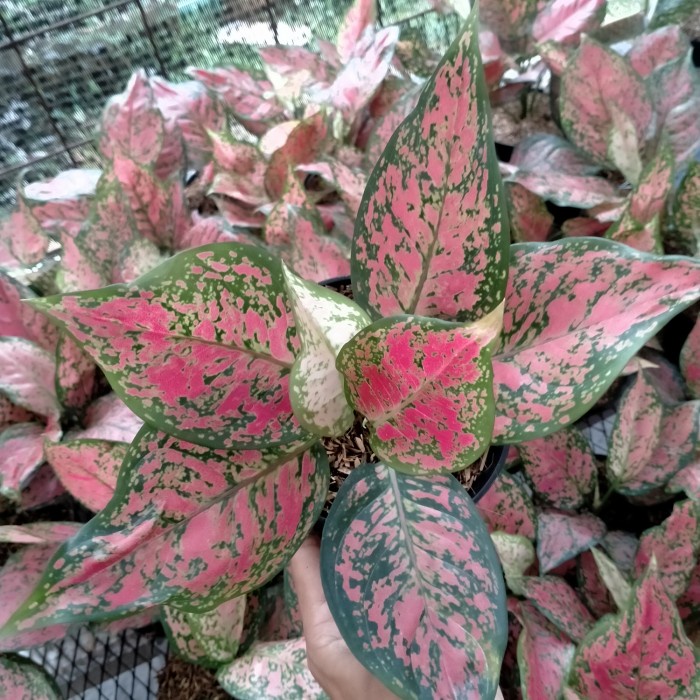 promo aglonema dut anjamani - aglaonema dud anjamani - aglonema dut