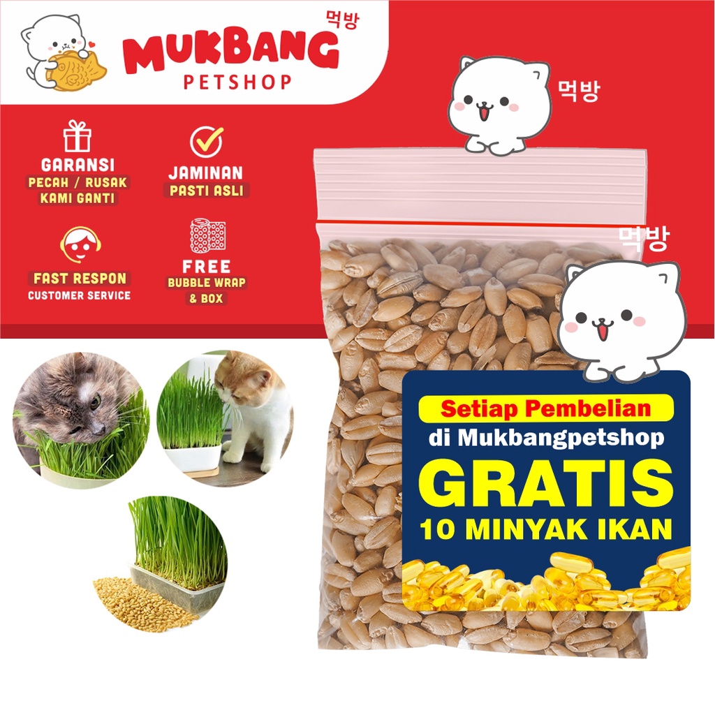 BIJI GANDUM RUMPUT KUCING 50GR - Benih Biji Gandum Rumput Cat Grass Wheatgrass