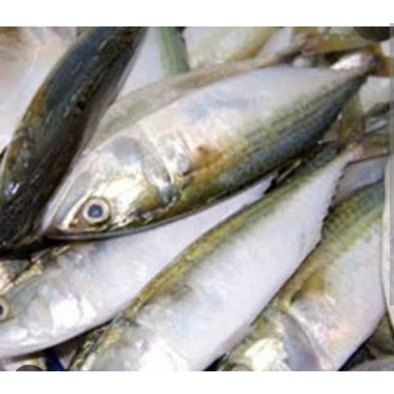 

Ikan Kembung 500 gr Sayur Segar Palembang