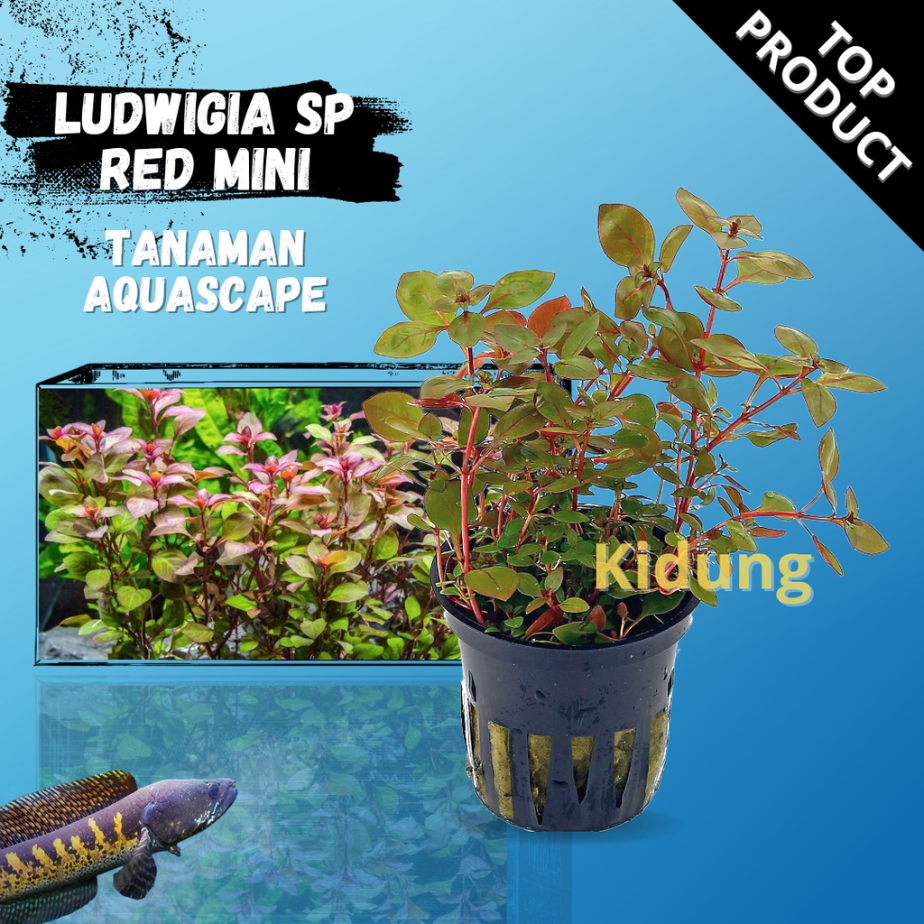 Jual Ludwigia Sp Red Mini Tanaman Aquascape Tumbuhan Air Aquarium
