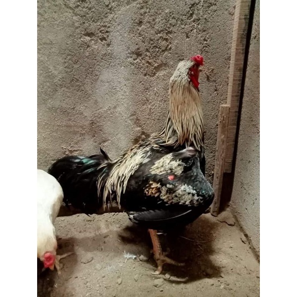 

TELUR FERTIL AYAM GORILA ORI UNTUK DITETASKAN