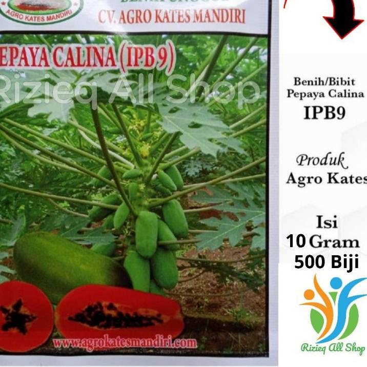 ➫ Biji Bibit Pepaya CALINA IPB-9/ CALIFORNIA isi 10Gr sekitar 500 Biji Benih Pepaya CALIFORNIA /CALI