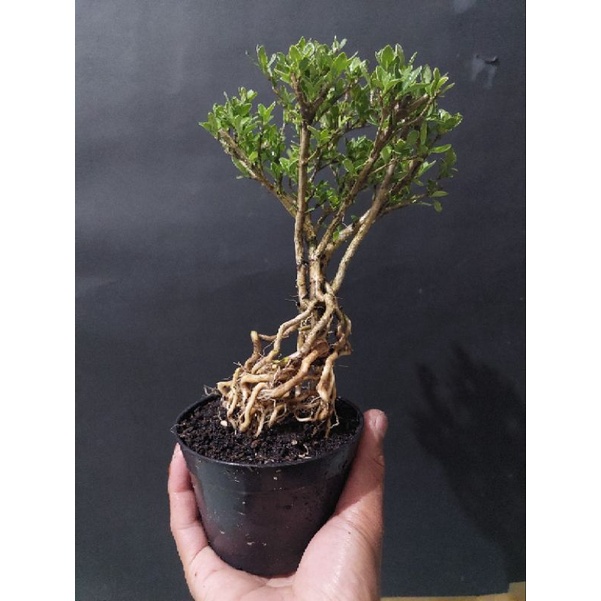 tanaman bonsai mirten avatar program akar (unik rare item siap tampil)  - TitipBibit