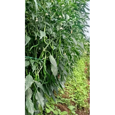 10gram Bibit Cabe Lokal PERHUTA HUTA Cabe Merah keriting perhuta huta Dairi
