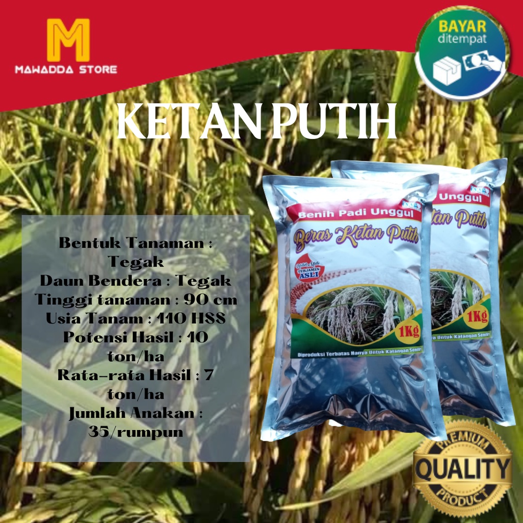 Benih Padi Unggul KETAN PUTIH Terbaru 1KG