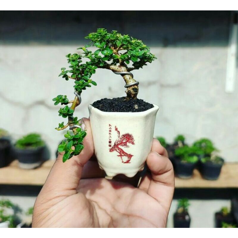 tanaman bonsai mini boxus,micro,mirten bahan unggul &amp; sudah jadi siap display - TitipBibit