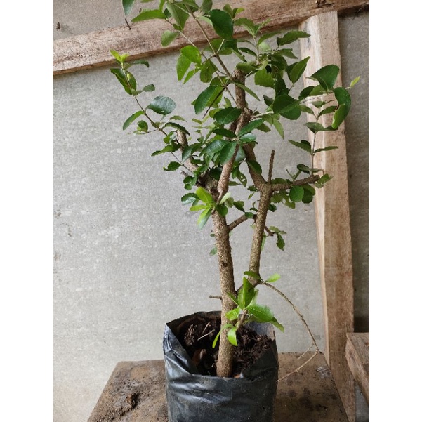 bibit bonsaj sianci manis bahan bonsai cerrybarbados