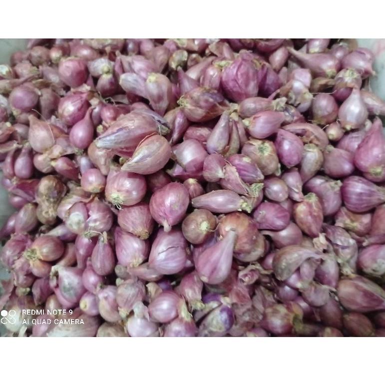 

P25 Bawang merah segar Jatim NEW ARRIVAL せ