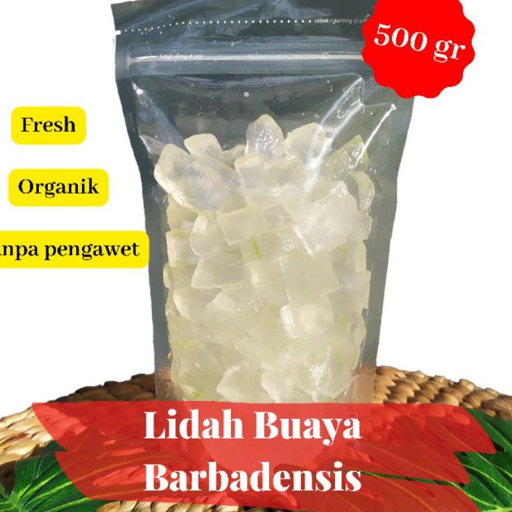 

Terbaru 500 gr Lidah Buaya Barbadensis Kupas Lidah Buaya Segar Lidah Buaya Murni