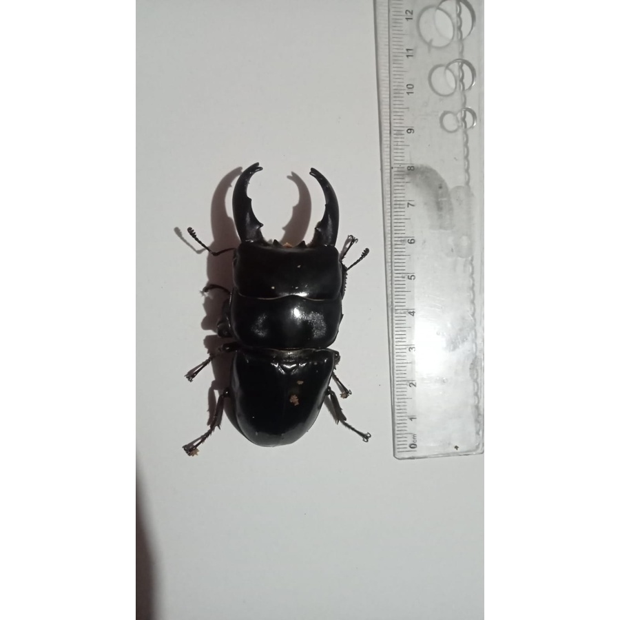 Kumbang Capit Dorcus