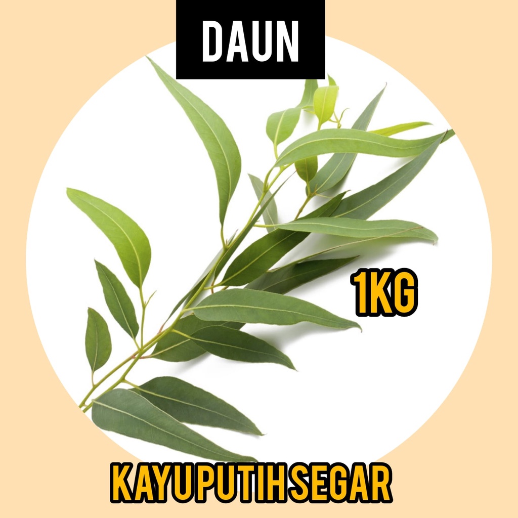 

Daun Kayu Putih Segar 1 kg