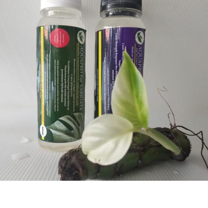 ☼ HORMON VARIEGATA Aquapro (paket) TANAMAN HIAS MONSTERA ✮