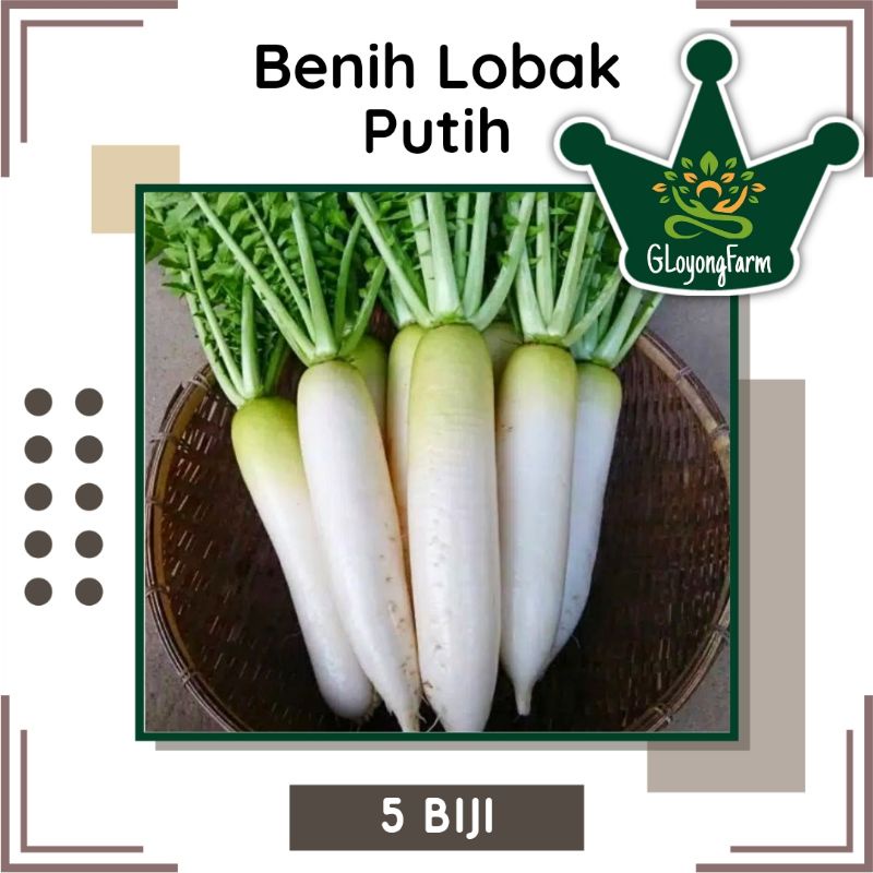 Benih Bibit Lobak Putih Chinese Radish - Bibit Sayuran