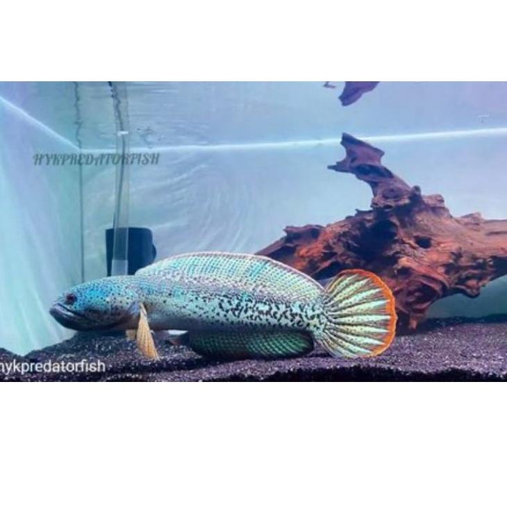 Laris|LR14|Chana Barca baby full dots 3-4cm